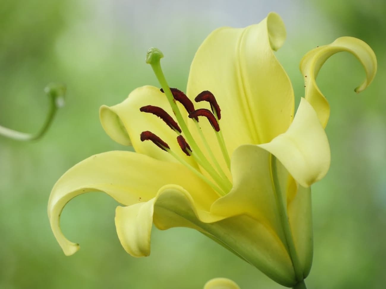 イエローウィン