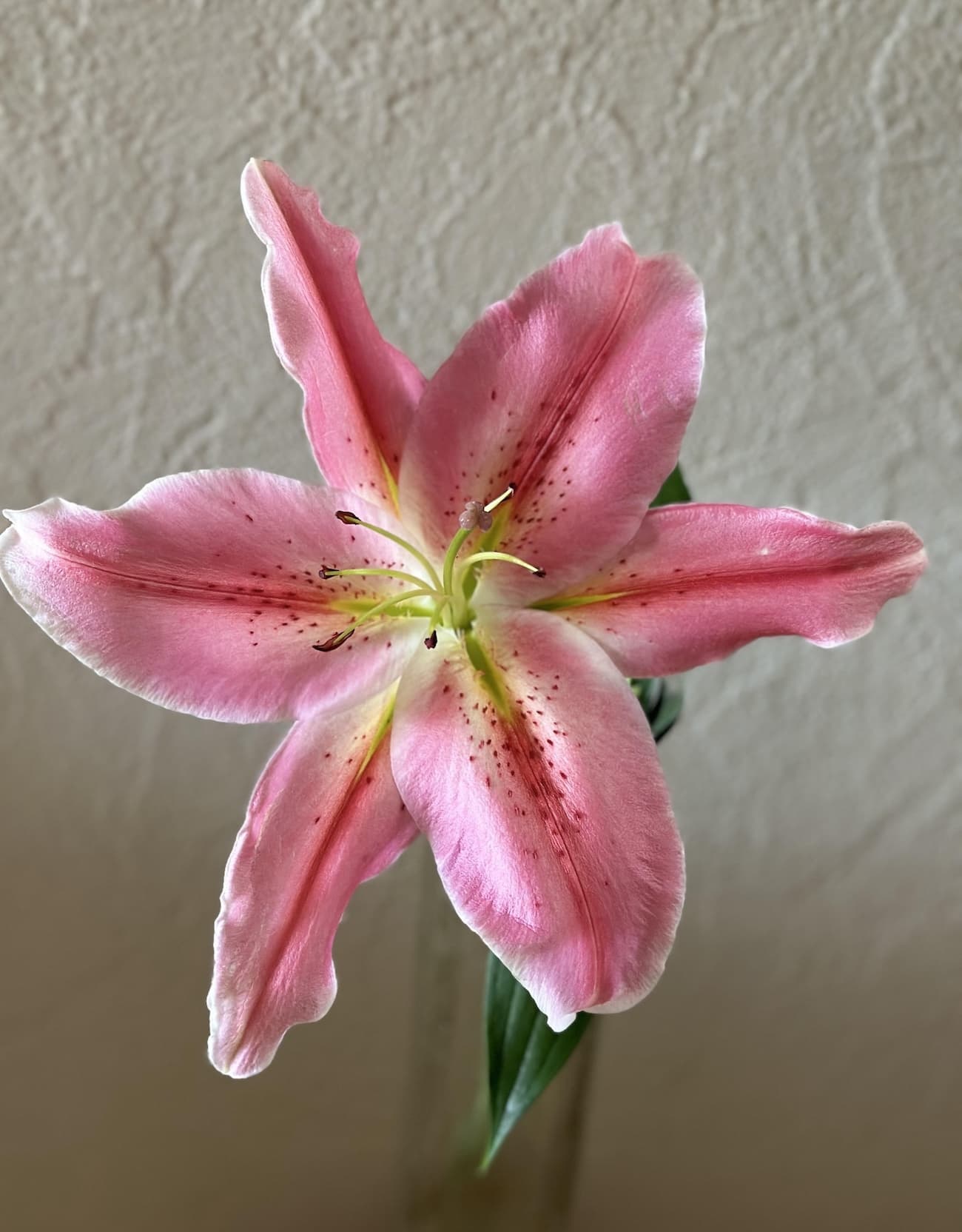 ベストリガーズ