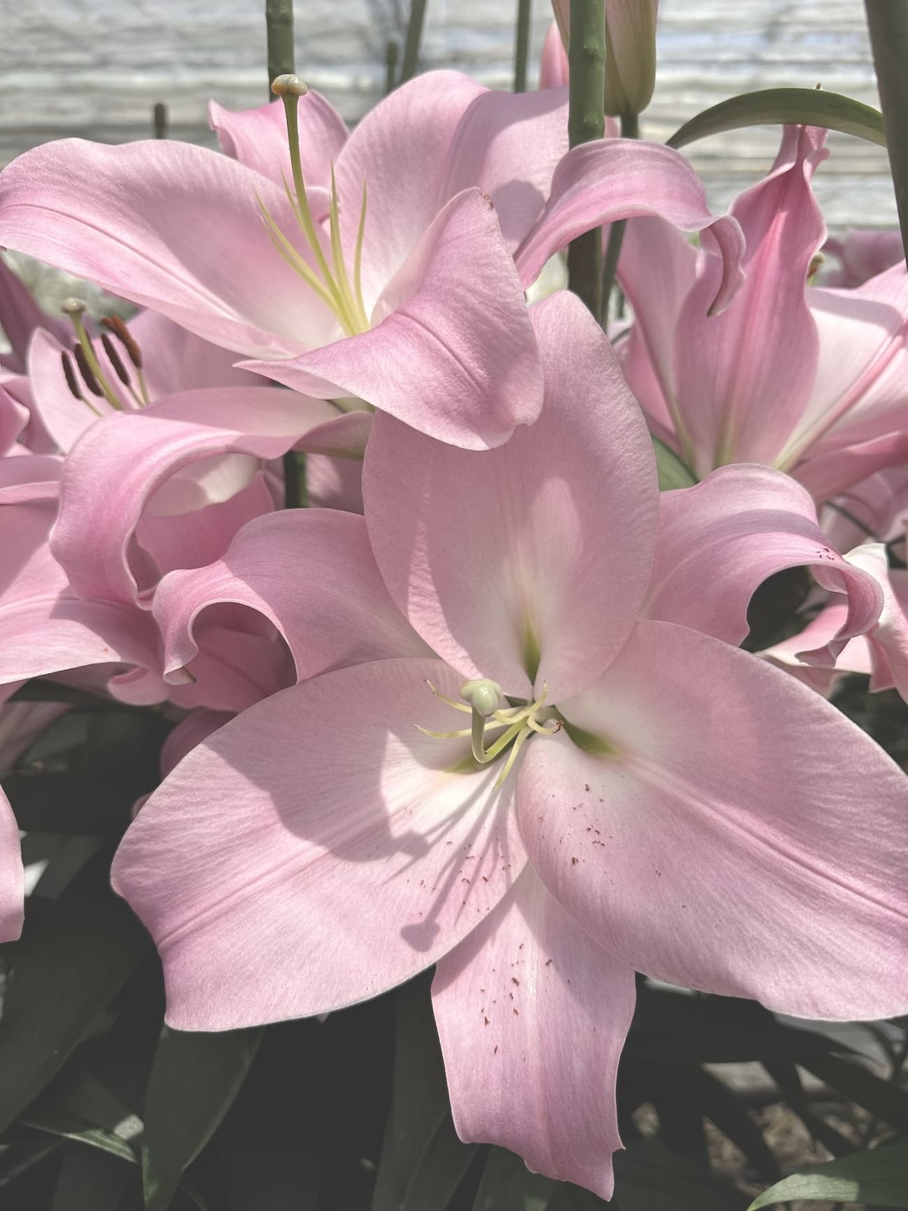 テーブルダンス