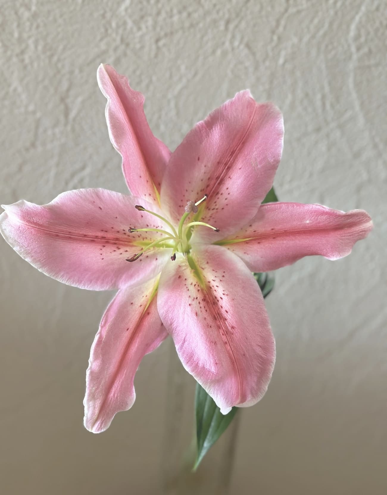 ベストリガーズ