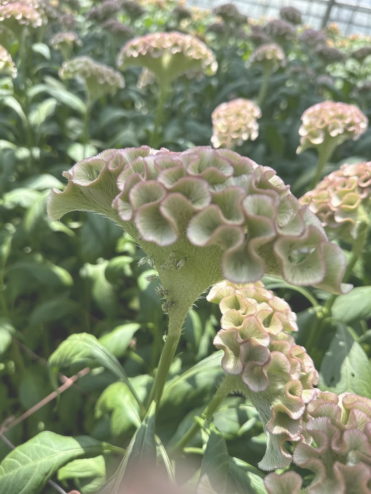 アスカセレクト　パオパオ