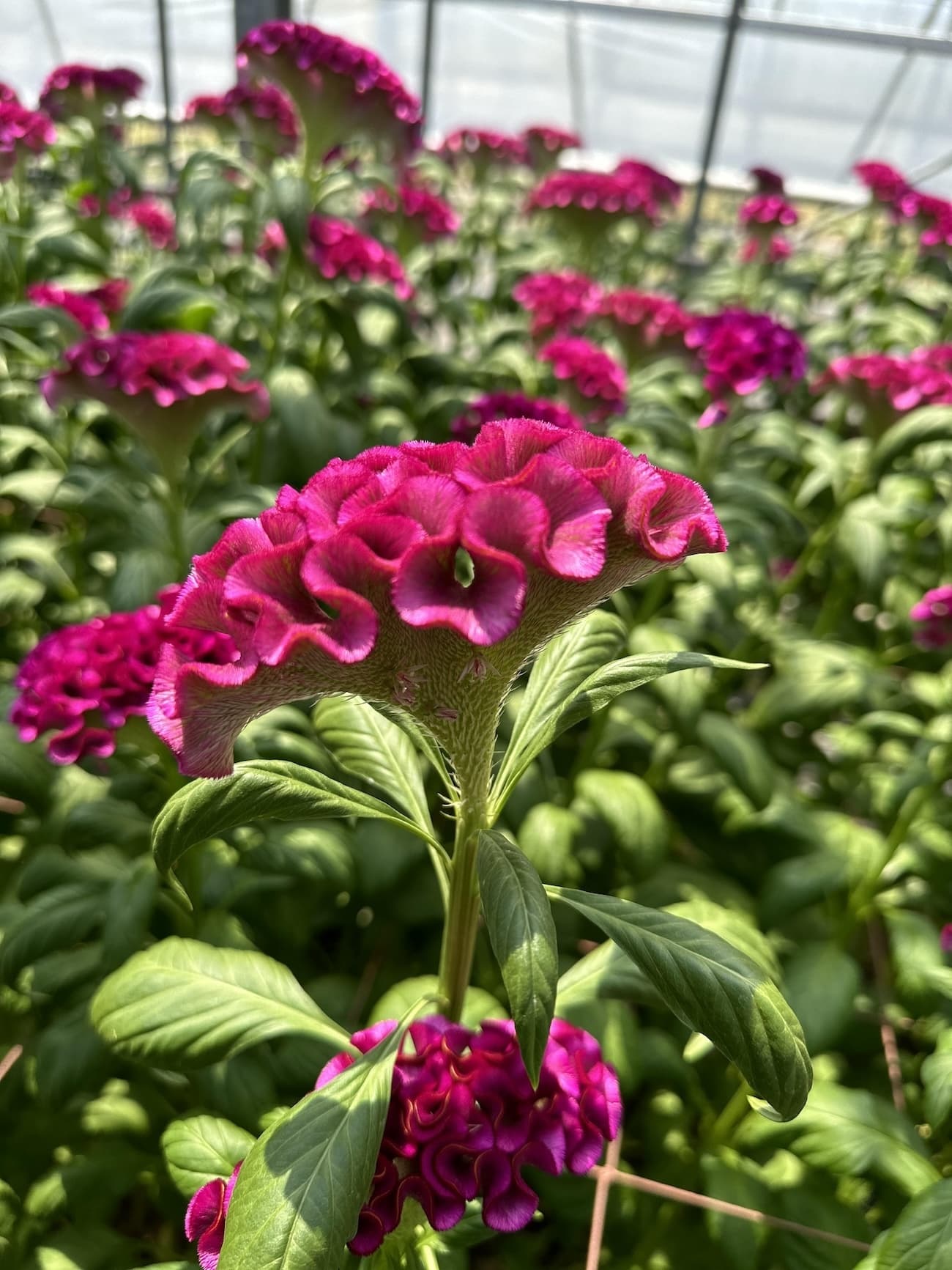 アスカセレクト　パープル