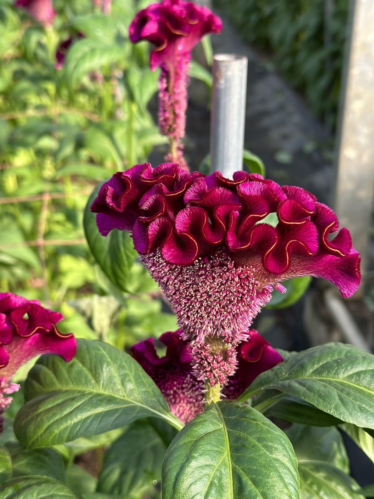 アスカセレクト　レッド