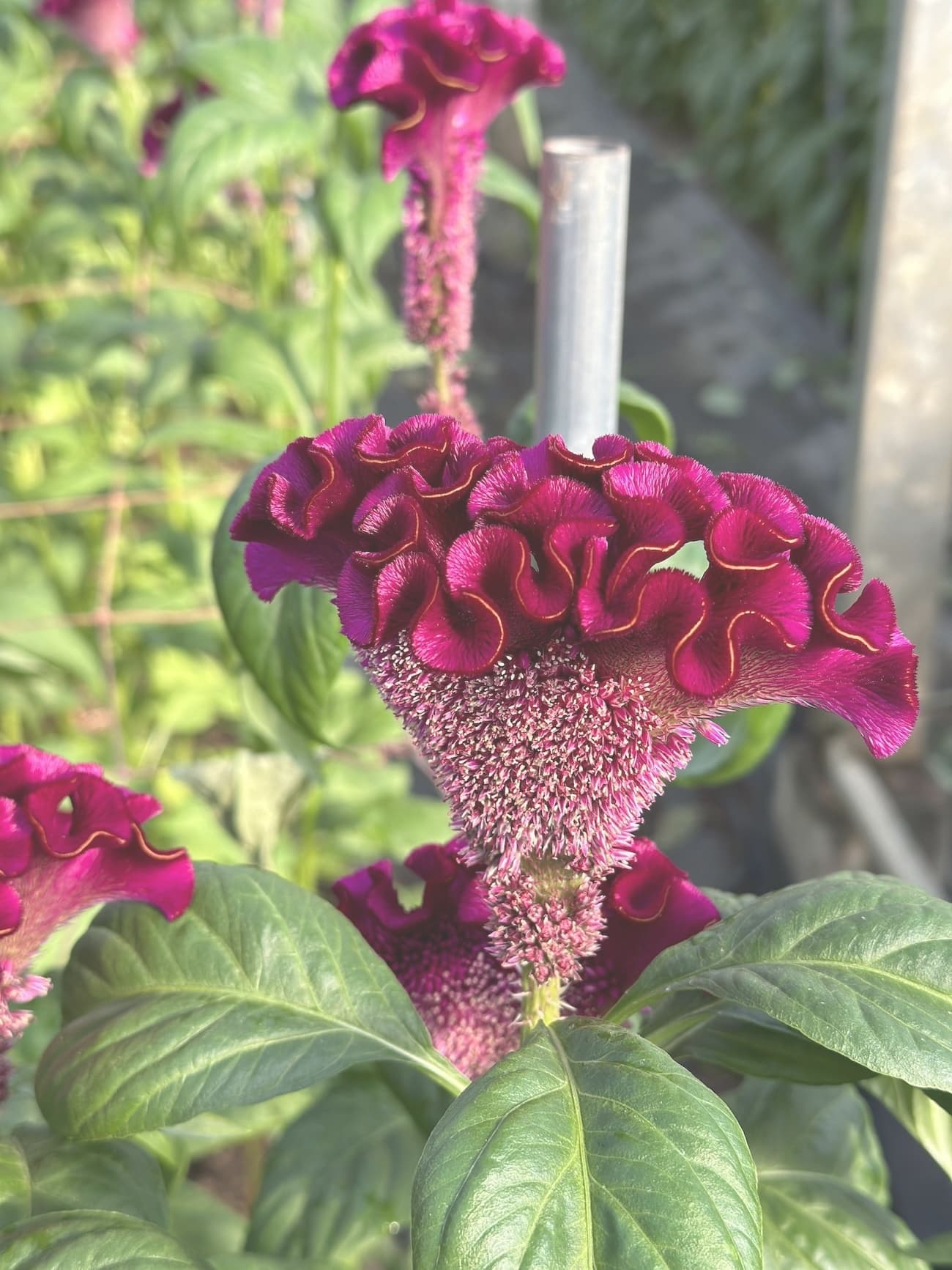 アスカセレクト　レッド