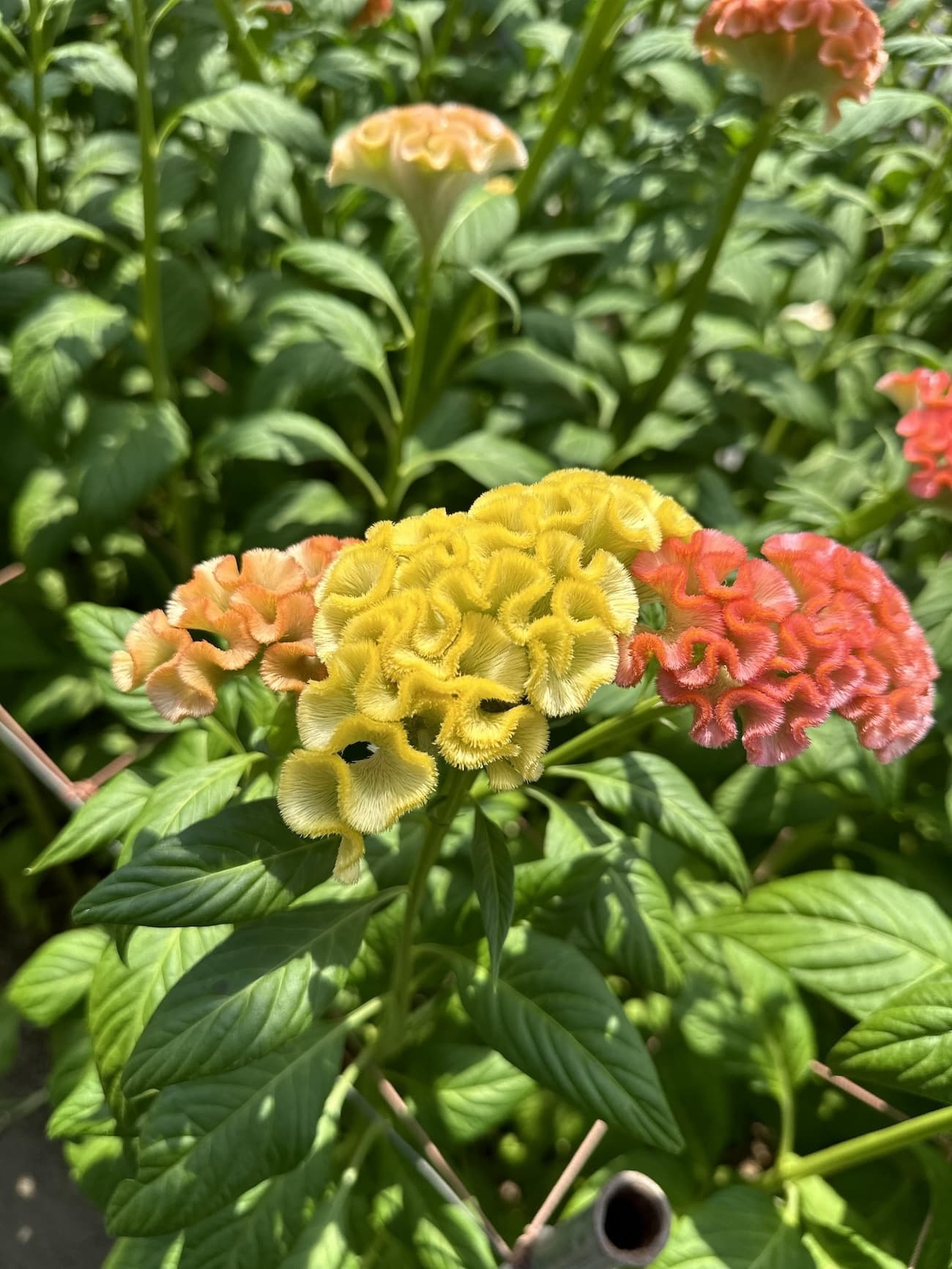 アスカセレクト　アプリコットMIX