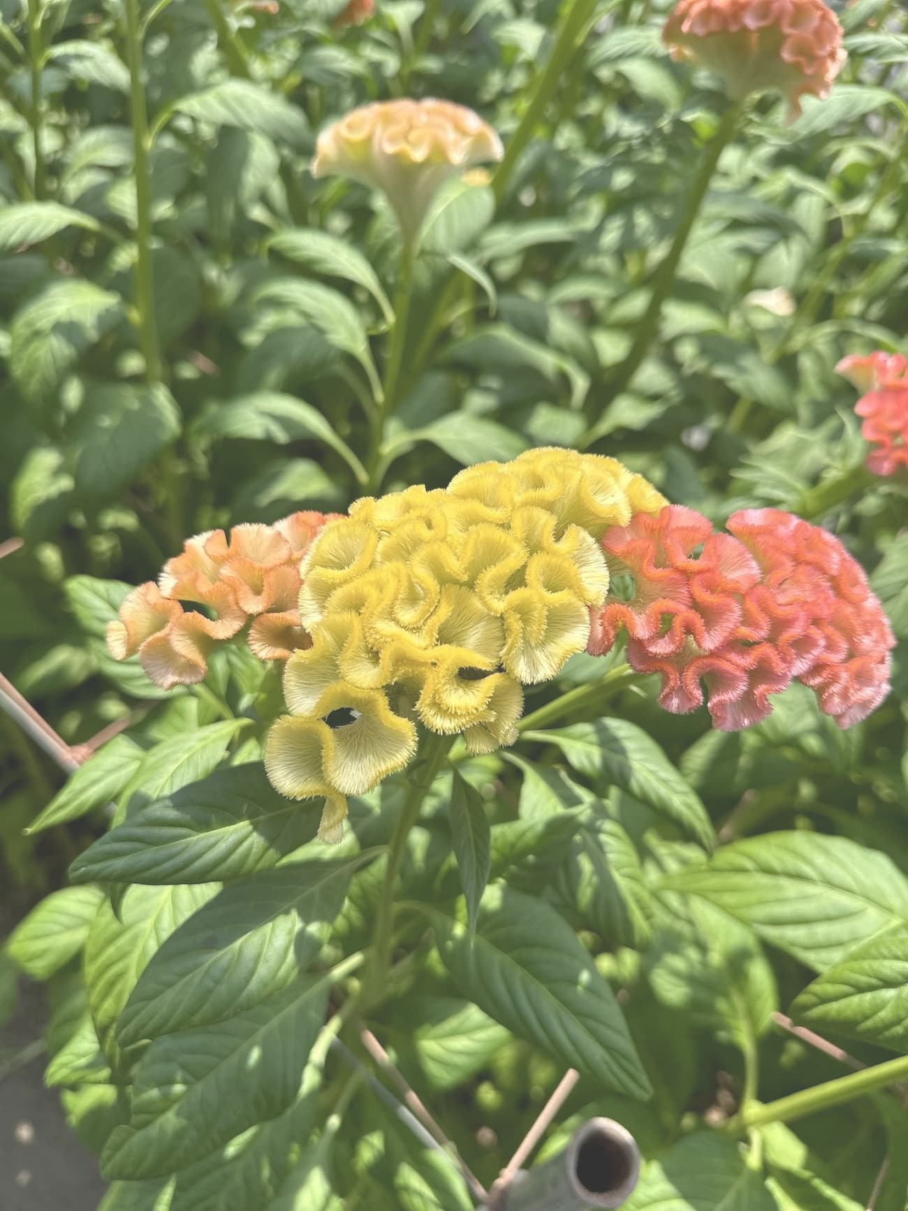 アスカセレクト　アプリコットMIX