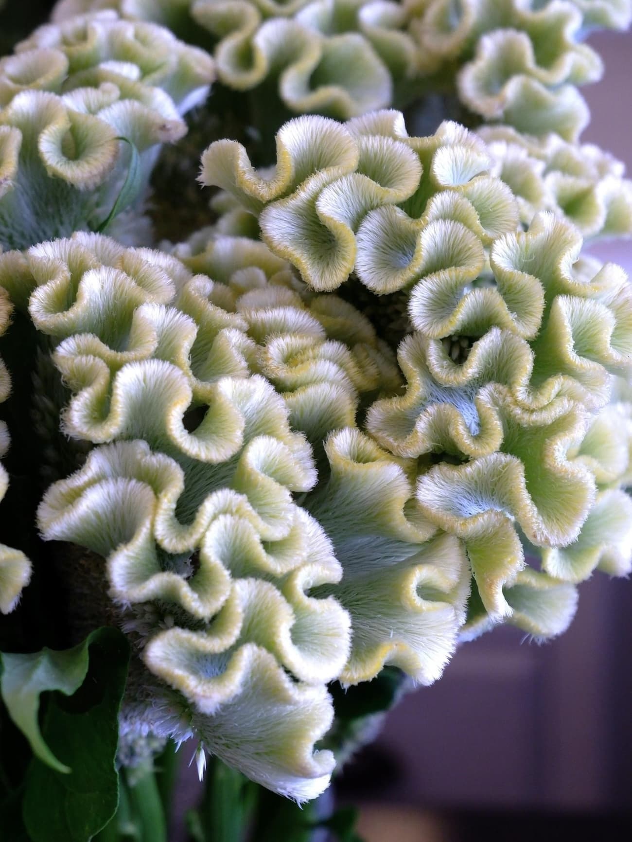 アスカセレクト　スワプナ