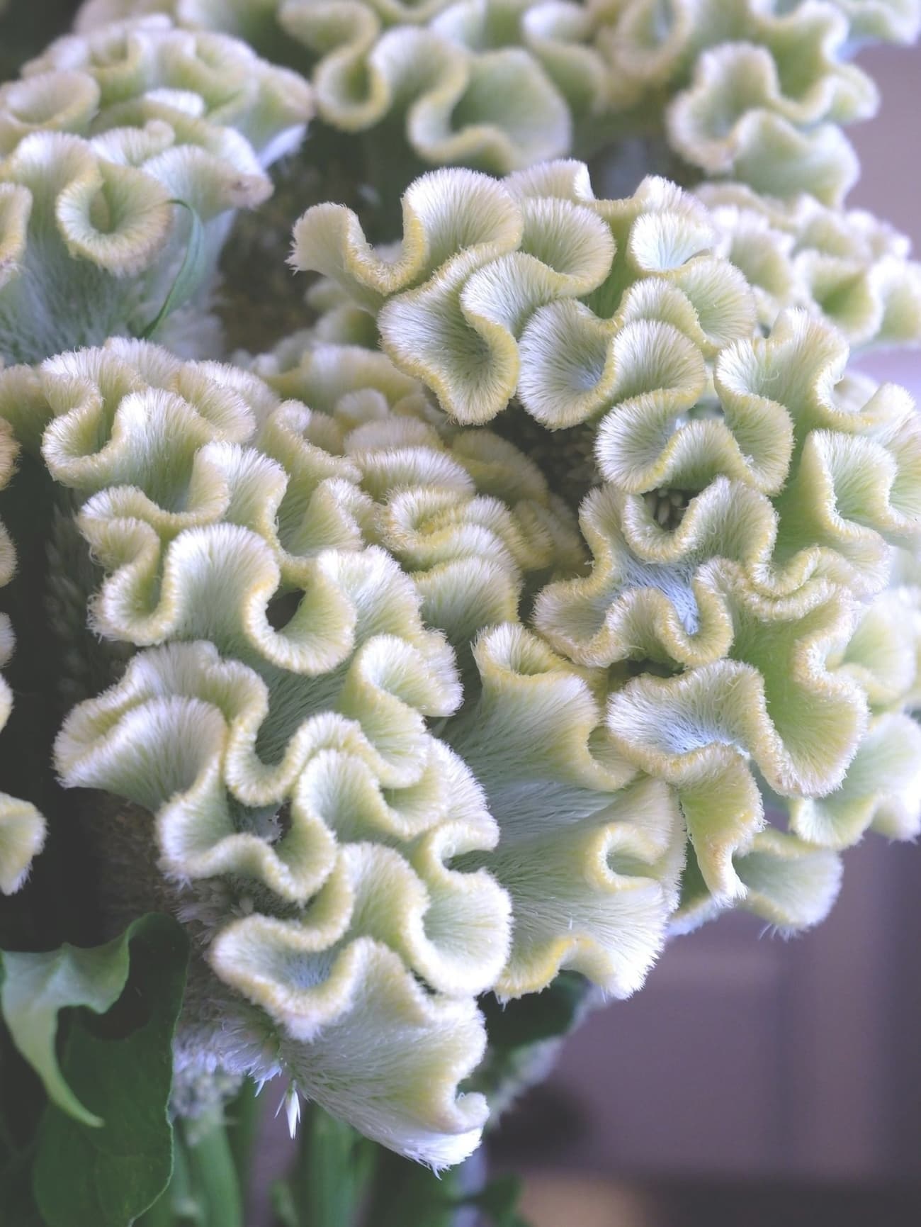 アスカセレクト　スワプナ