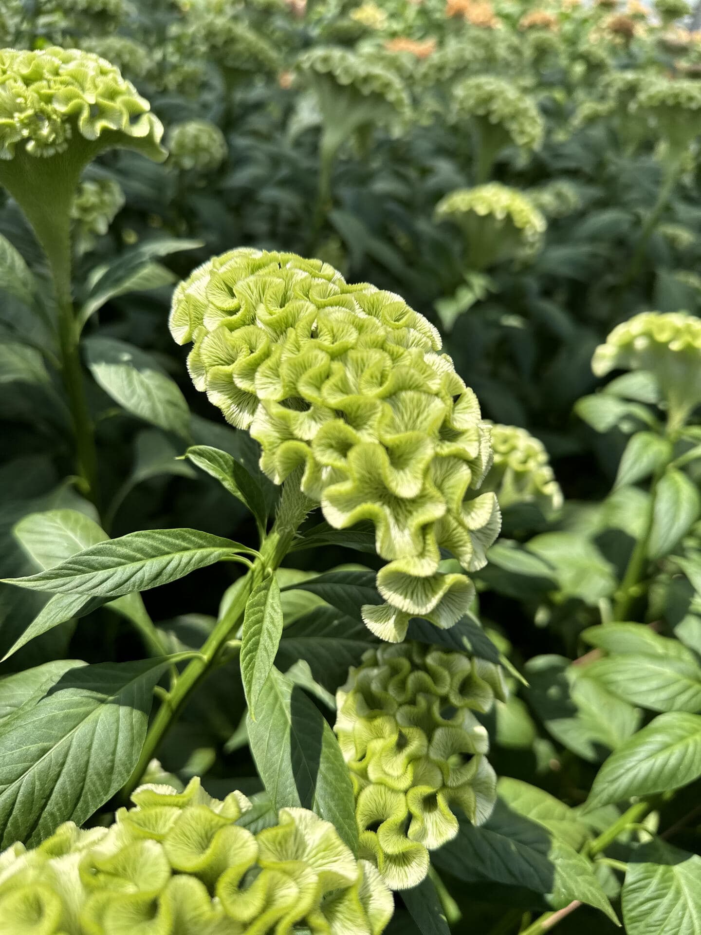 アスカセレクト　グリーン