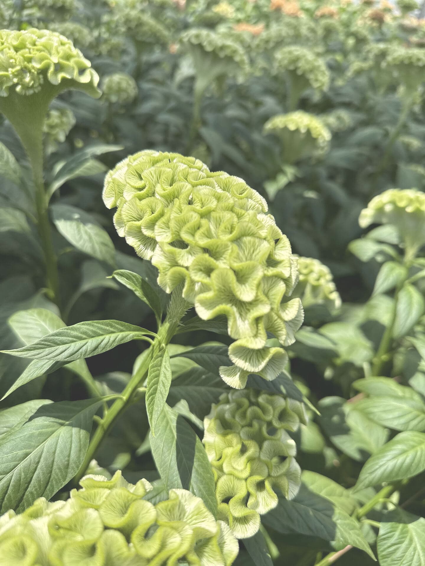 アスカセレクト　グリーン