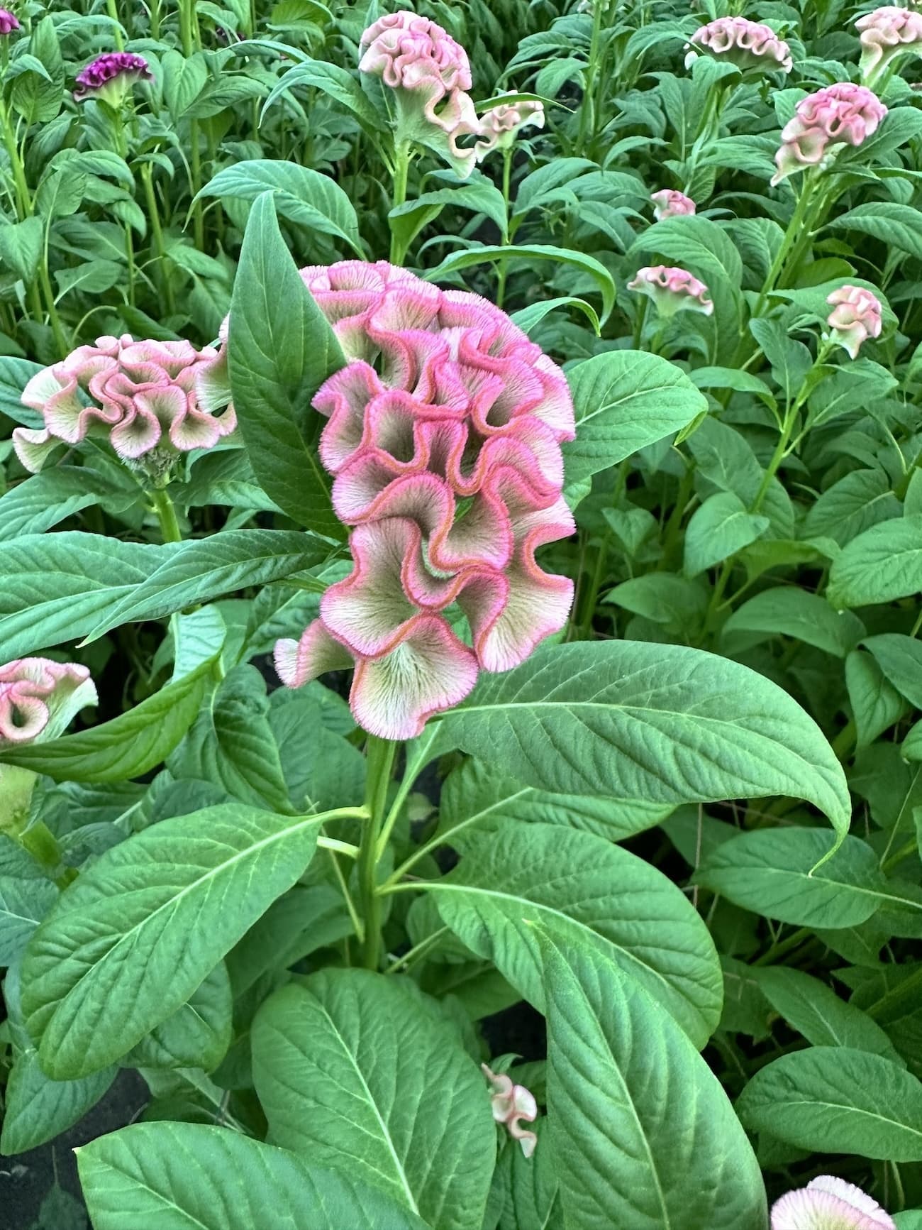 アスカセレクト　ラビリンス