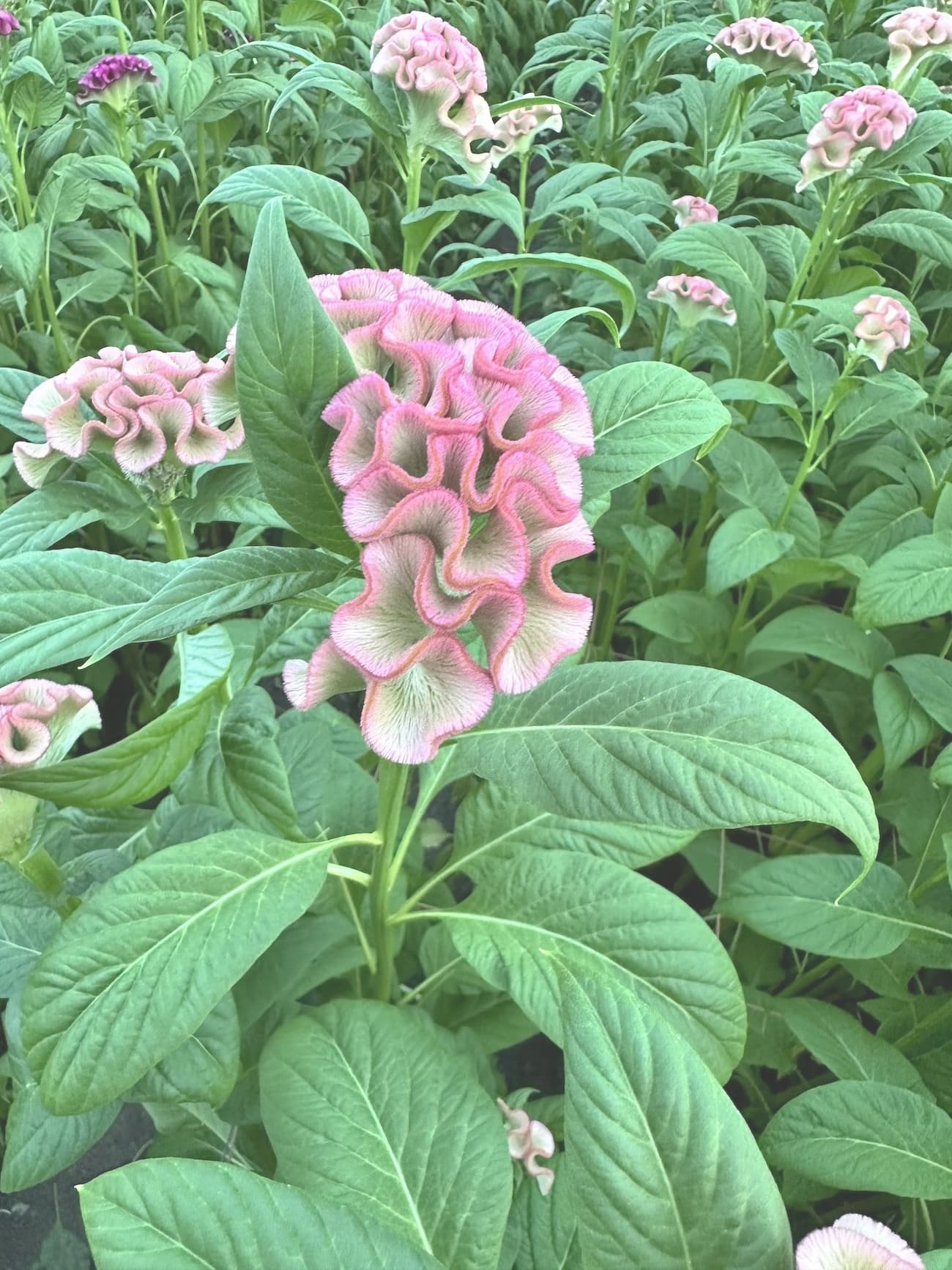 アスカセレクト　ラビリンス