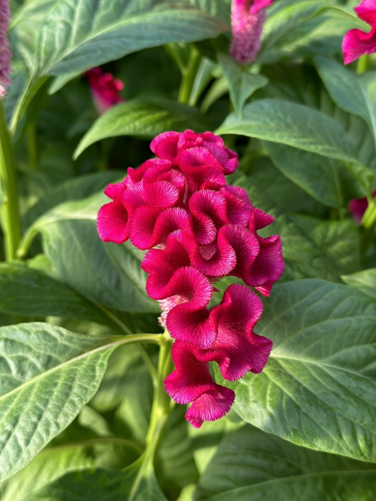 アスカセレクト　ラズベリー