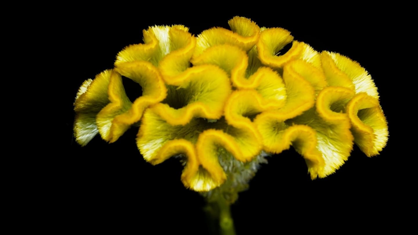 アスカセレクト　イエロー