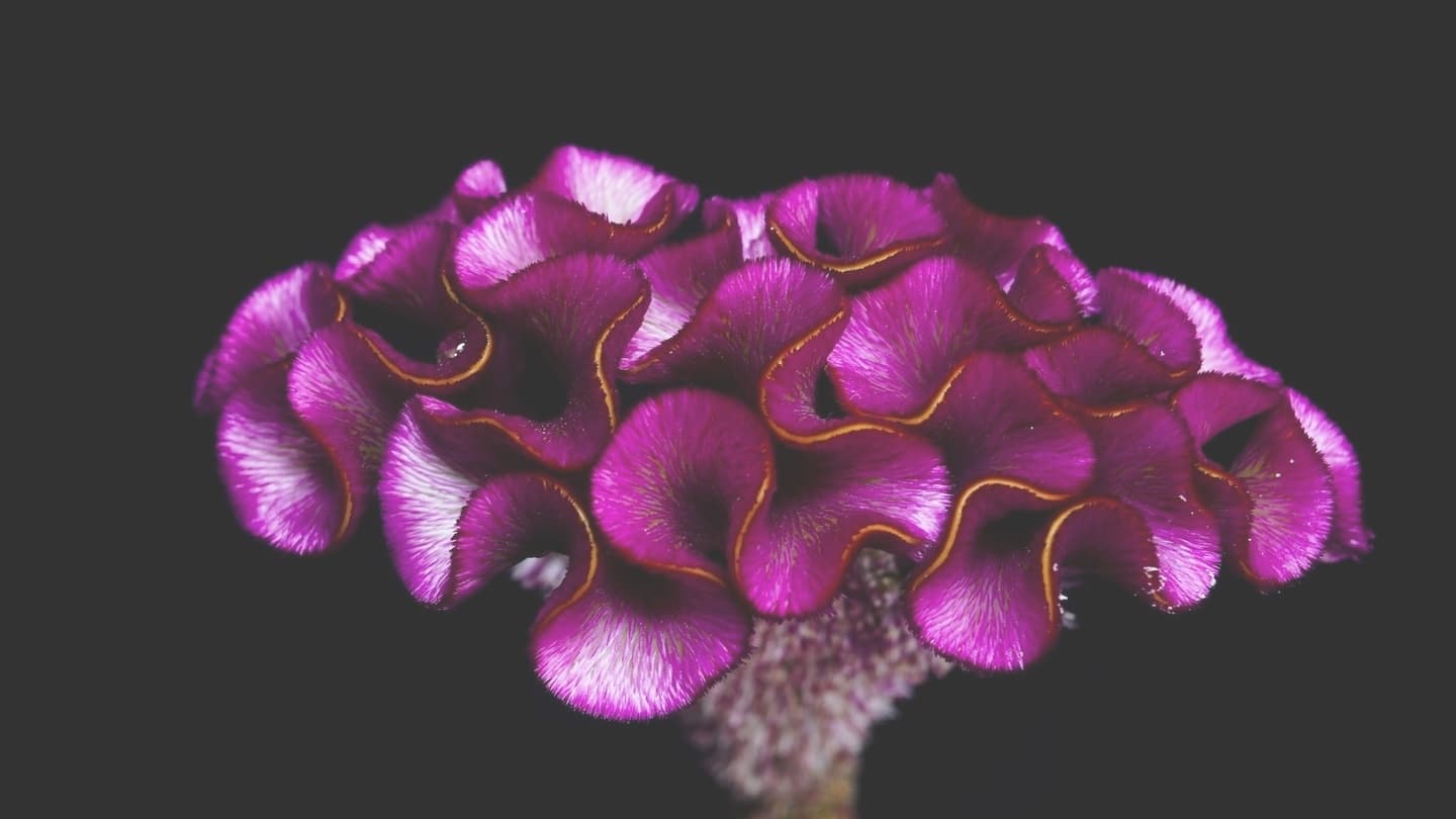 アスカセレクト　イエロー