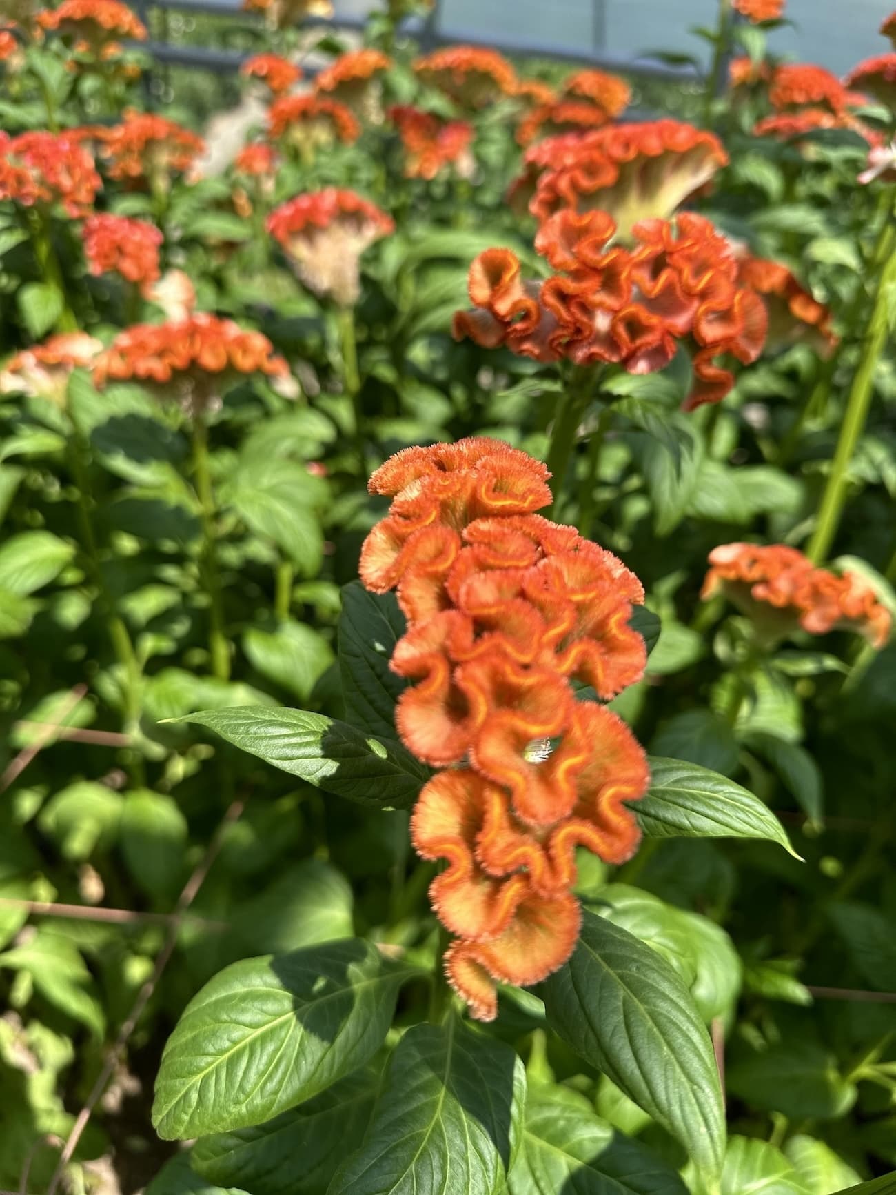 アスカセレクト　オレンジ