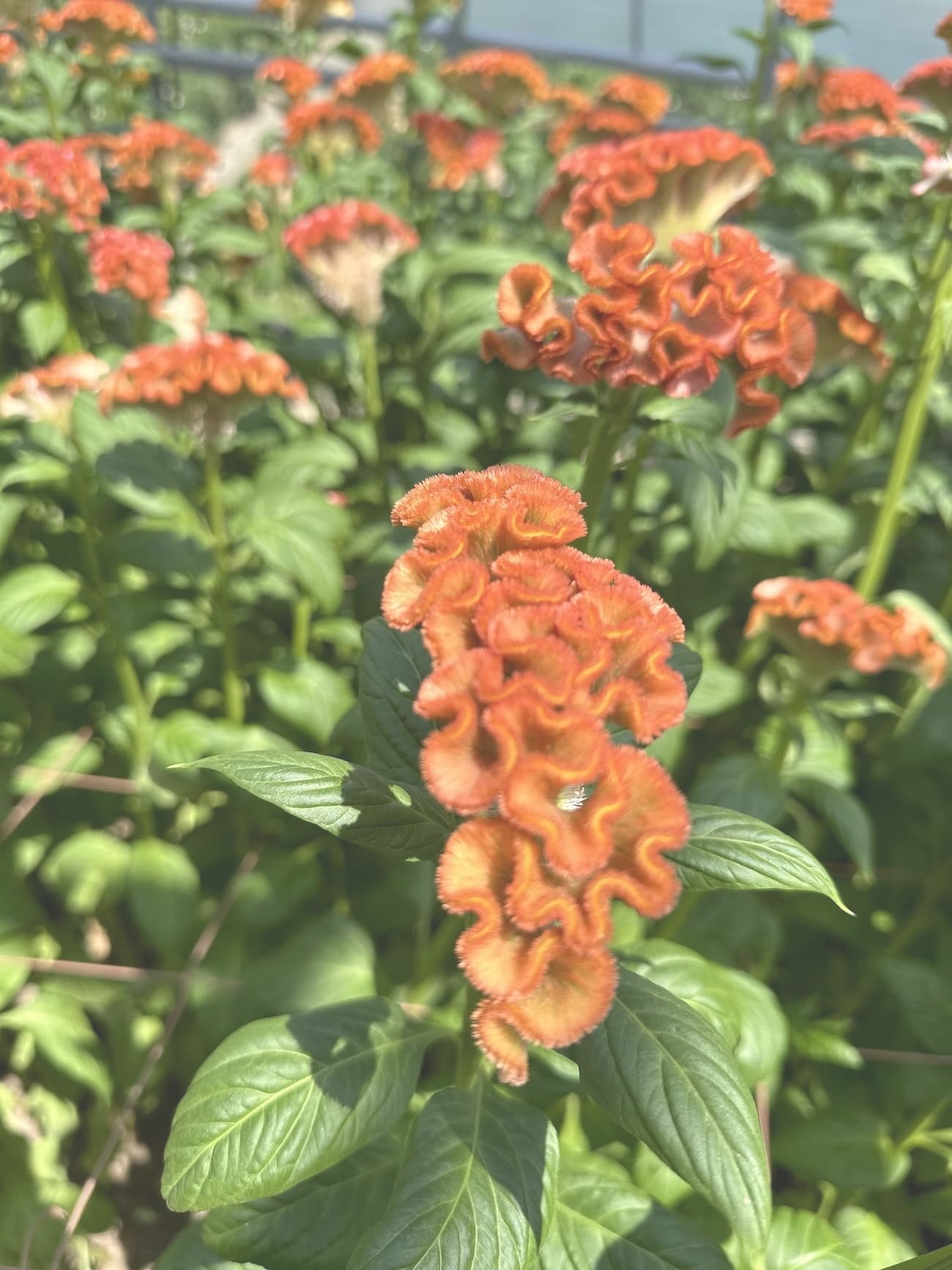 アスカセレクト　オレンジ