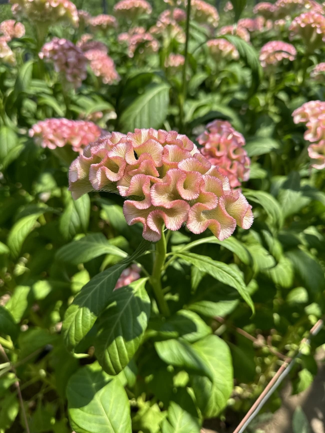 アスカセレクト　妖精