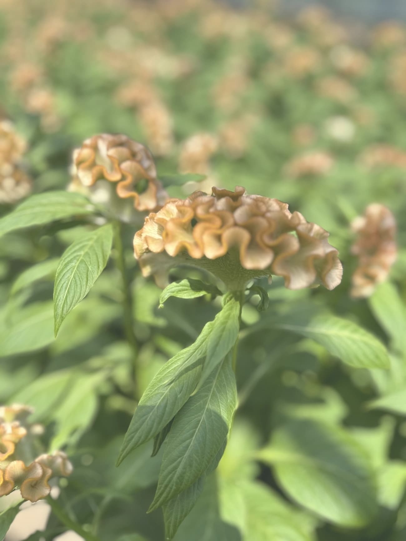 アスカセレクト　ブラウン