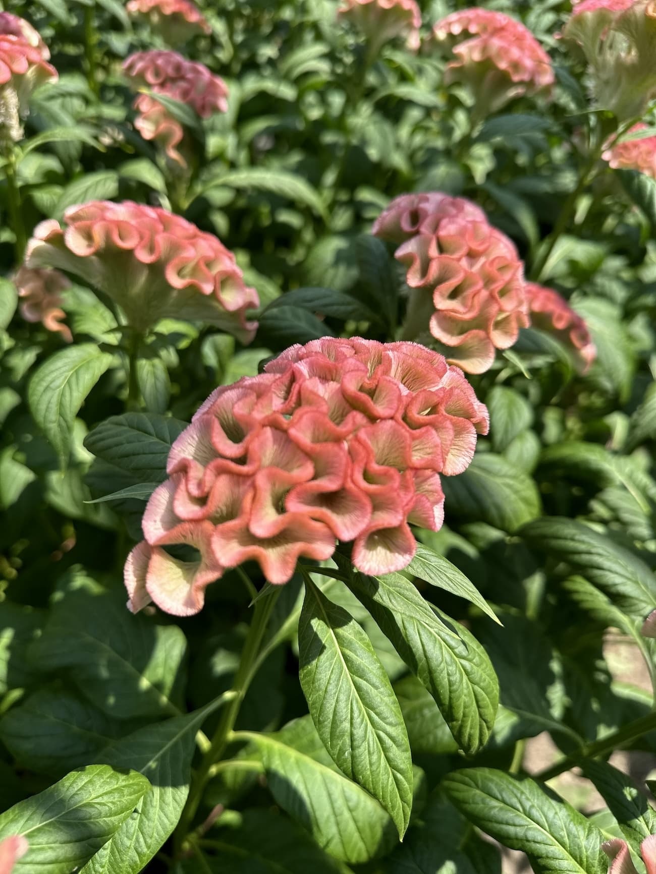 アスカセレクト　サーモンピンク