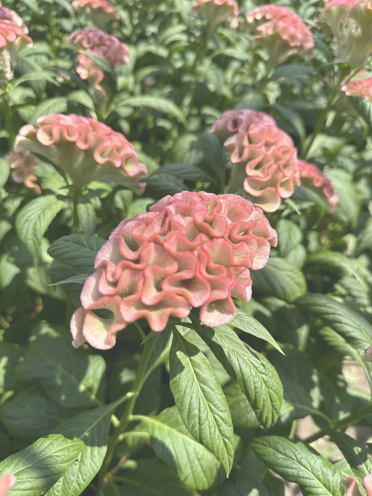 アスカセレクト　サーモンピンク