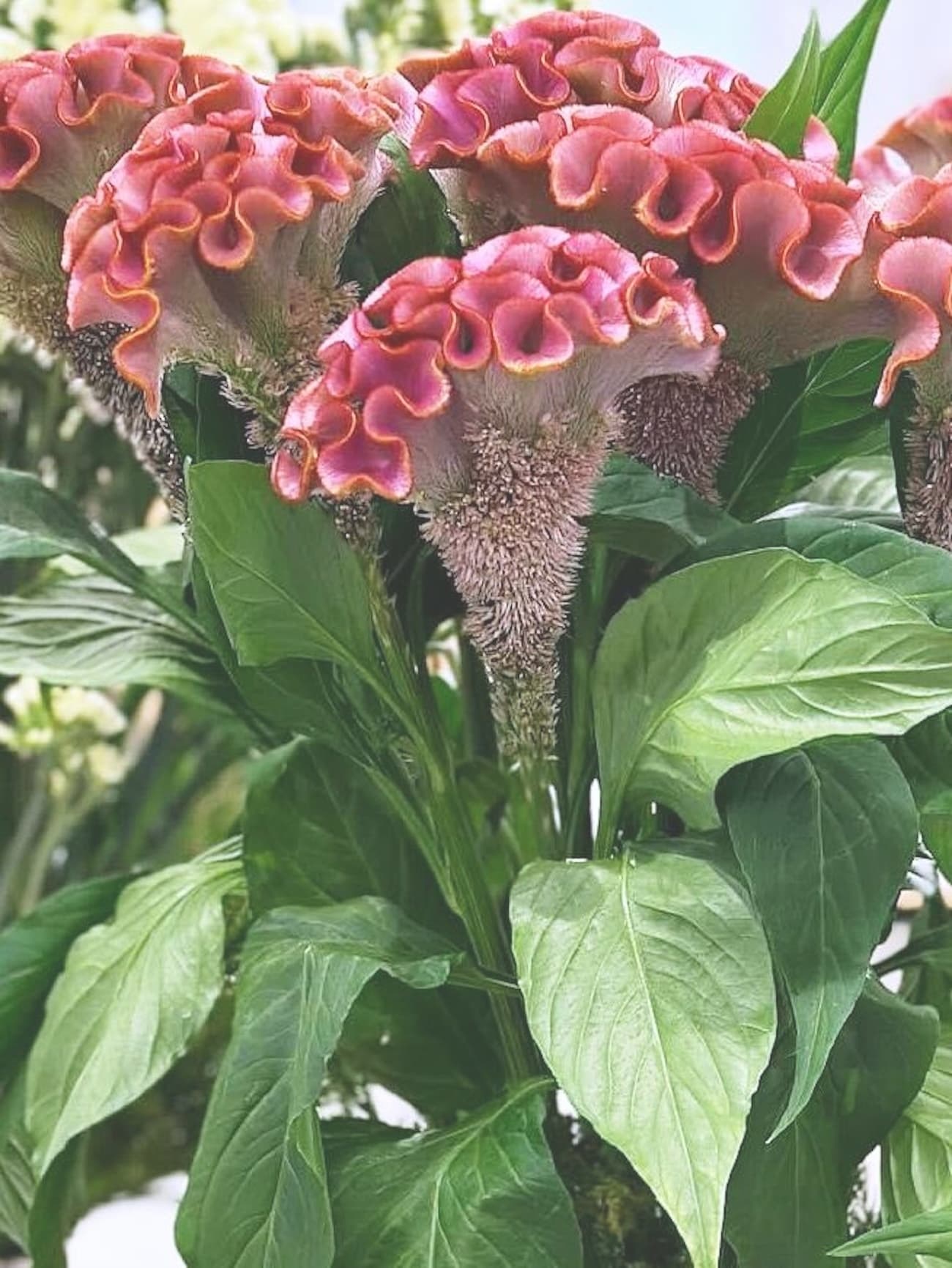 アスカセレクト　ヨウエン