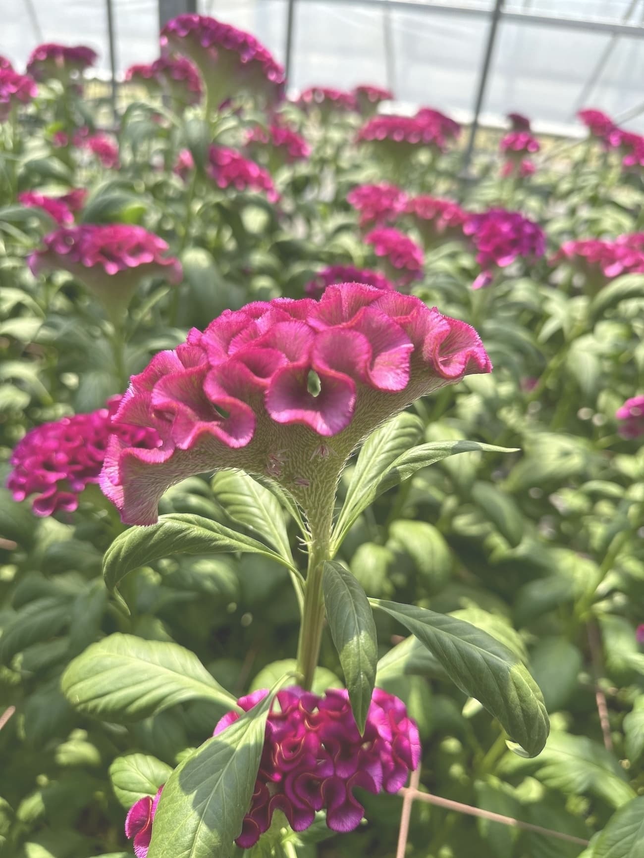 アスカセレクト　パープル