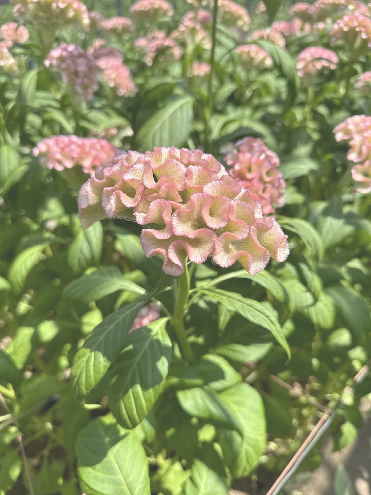 アスカセレクト　妖精