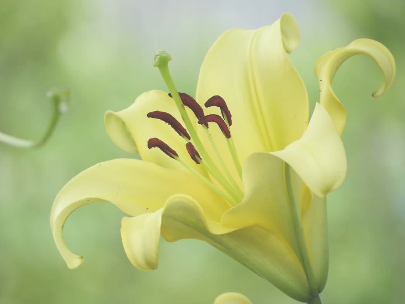 イエローウィン