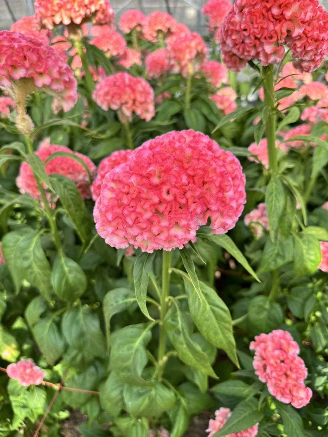 フィジーピーチ