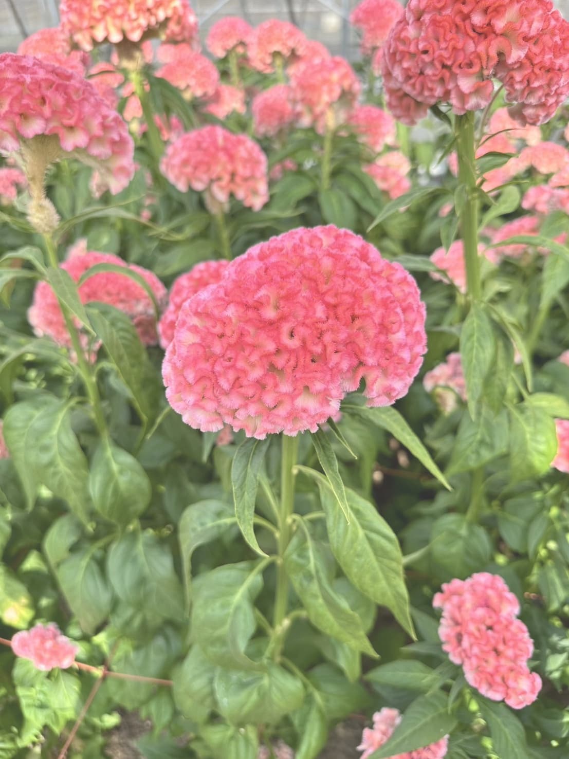 フィジーピーチ