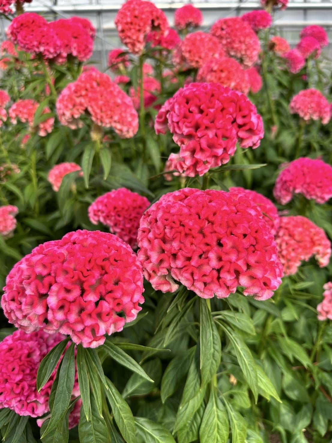 フィジーリップ