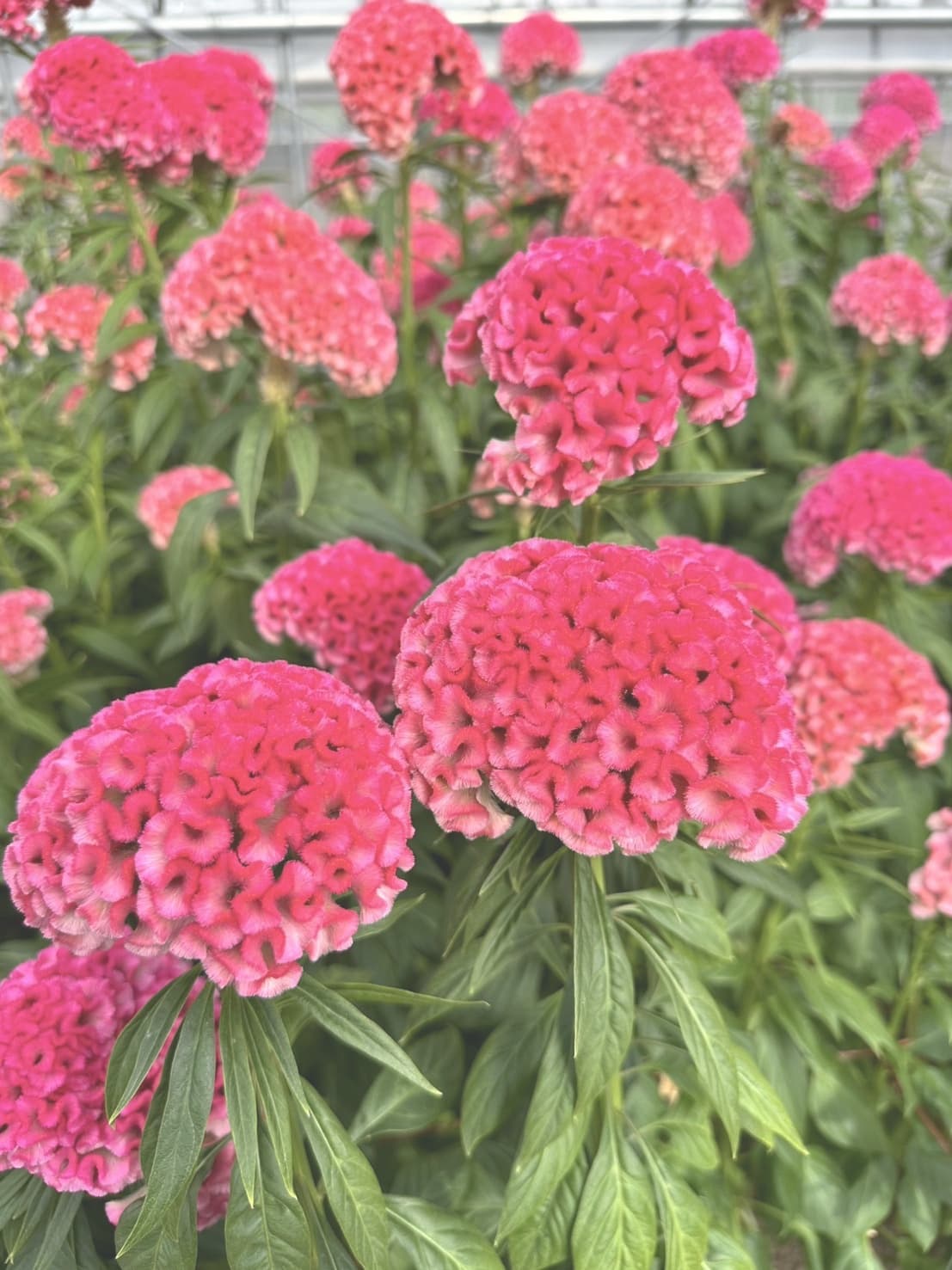 フィジーリップ