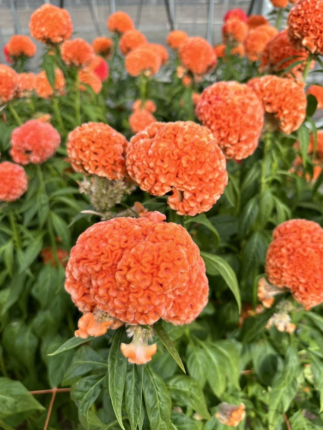 フィジーマンゴー