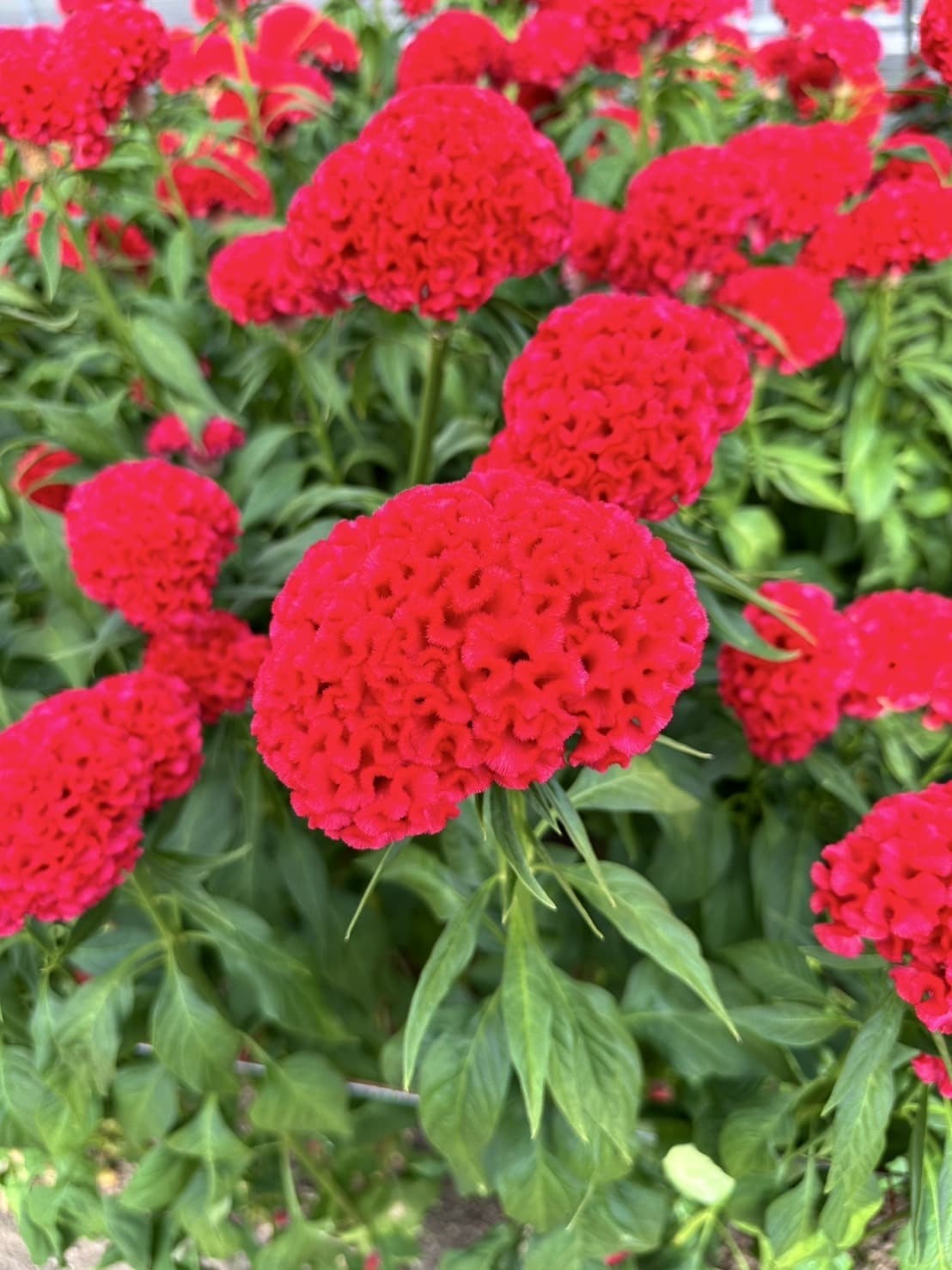 フィジーアップル