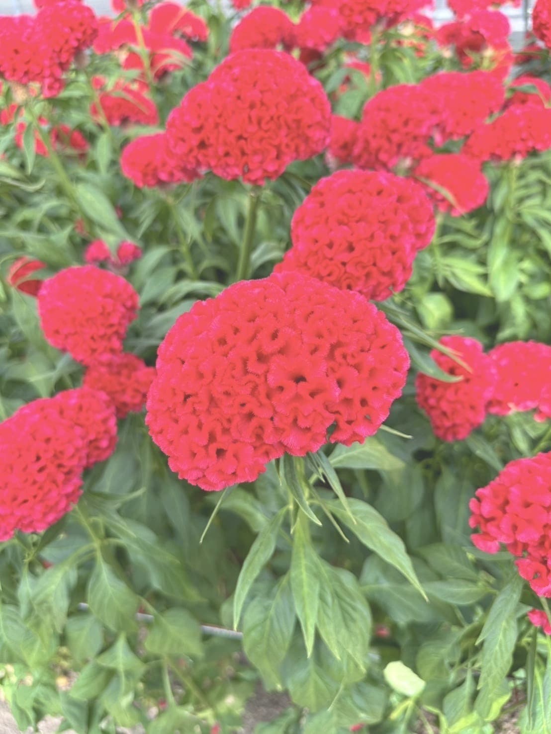 フィジーアップル